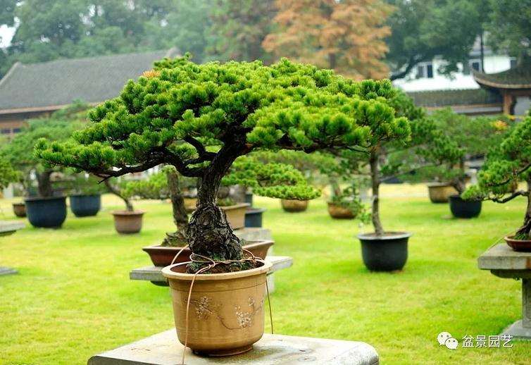 松树盆景怎么造型的方法