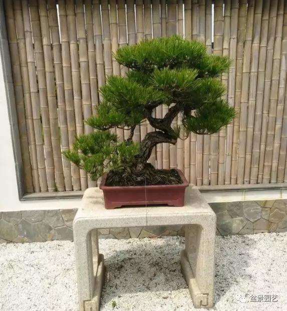 松树盆景怎么造型的方法