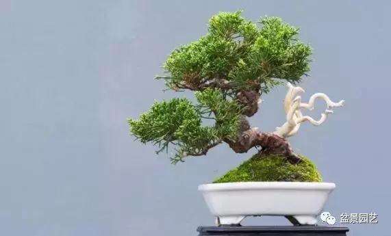 盆景树干造型的方法有哪些