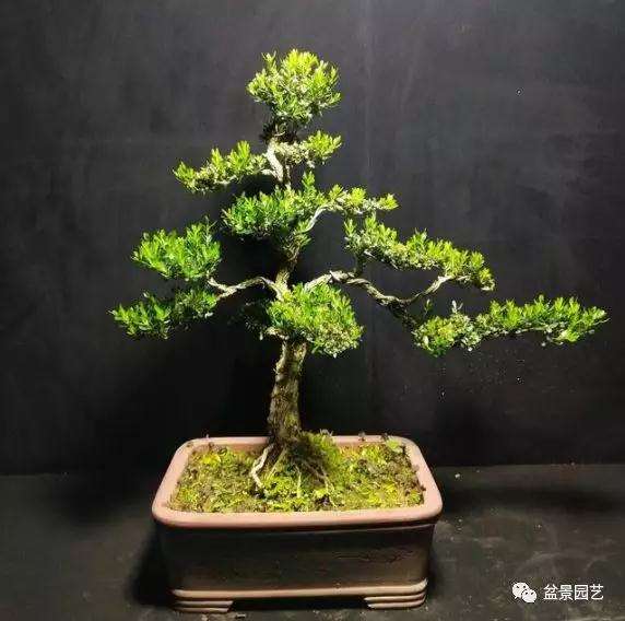 盆景树干造型的方法有哪些