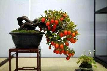 论盆景作品造型的生态环境