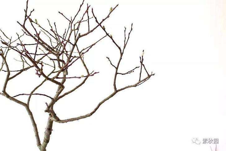 图解 盆景中铝线怎么盘扎的方法