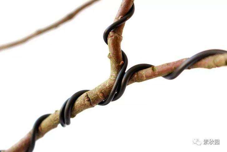 图解 盆景中铝线怎么盘扎的方法