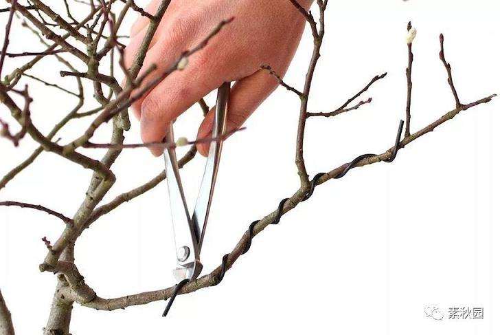 图解 盆景中铝线怎么盘扎的方法