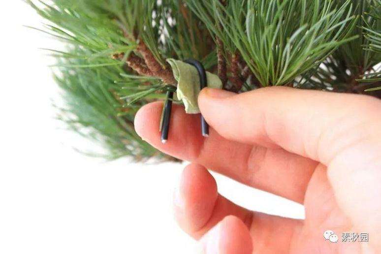 图解 盆景中铝线怎么盘扎的方法