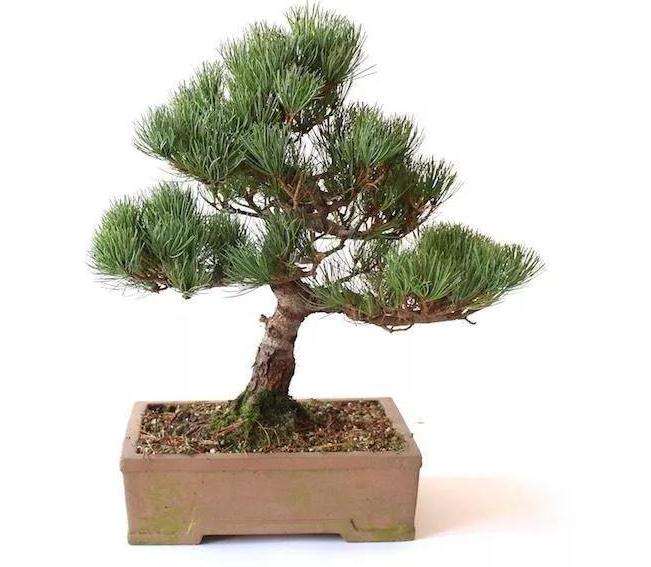 图解 盆景中铝线怎么盘扎的方法