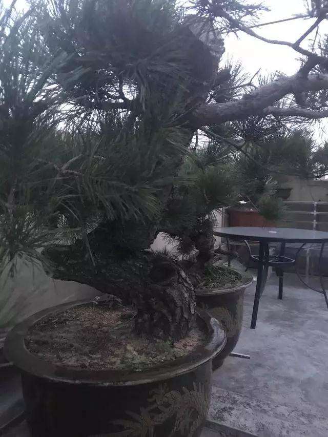 松树盆景曲干型桩材怎么造型设计