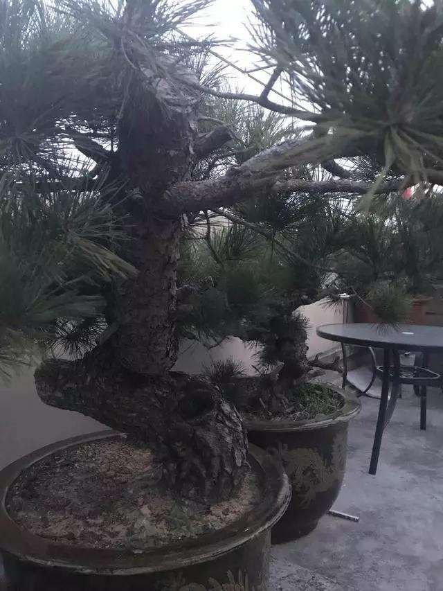 松树盆景曲干型桩材怎么造型设计