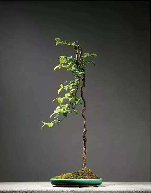 朴树相思盆景怎么上盆用土的方法