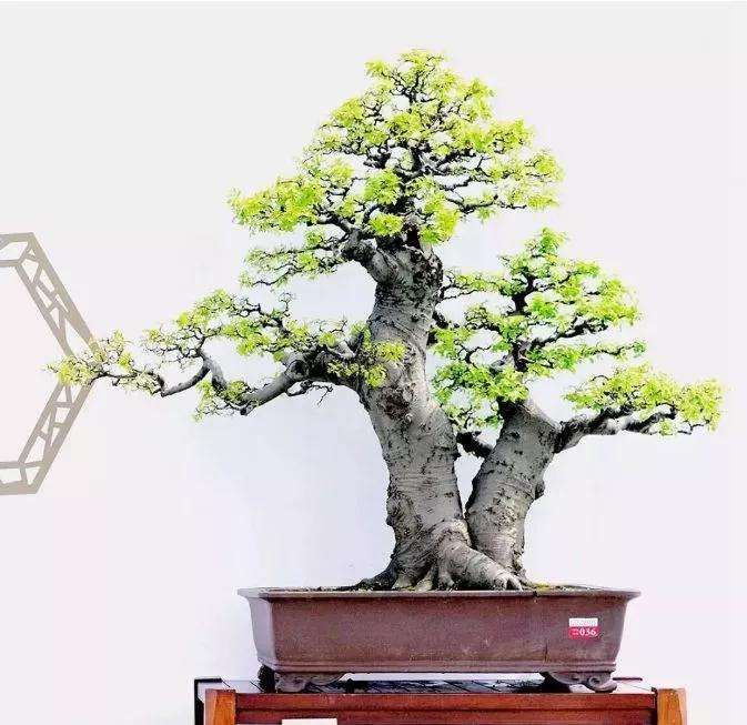 朴树盆景怎么造型加工的方法