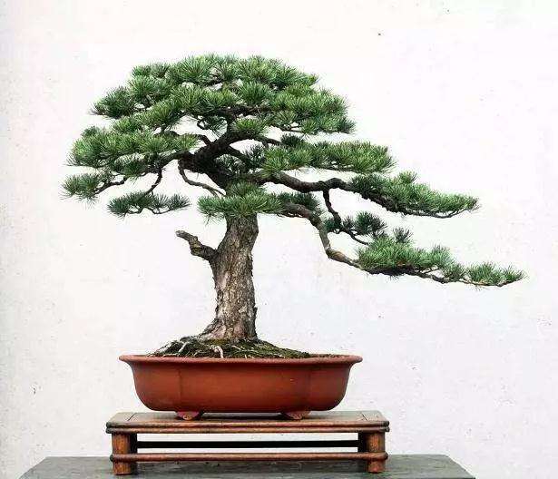 马尾松盆景在修剪之后怎么封口的方法