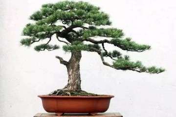 马尾松盆景在修剪之后怎么封口的方法