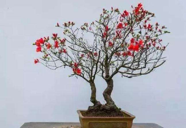 初学者如何学习盆景制作