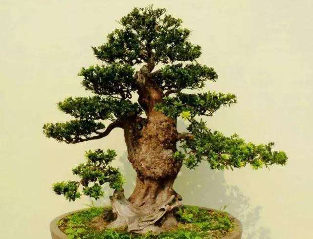 罗汉松盆景用什么肥料最好