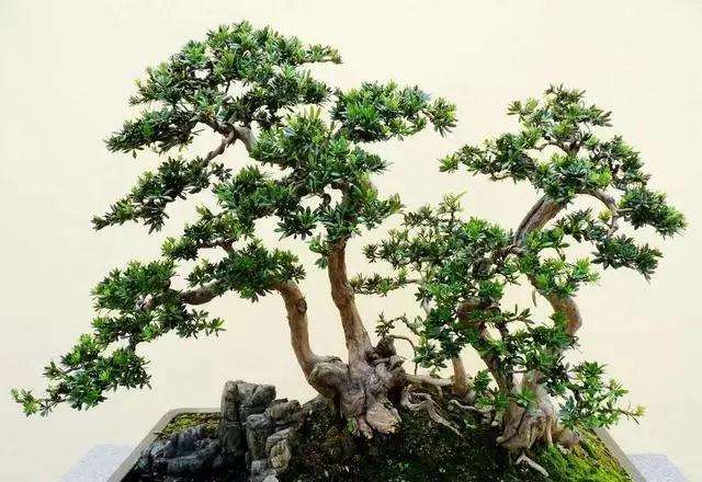 罗汉松盆景用什么肥料最好