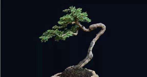 喜阴和喜阳盆景