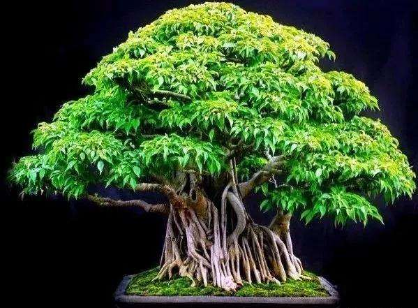 怎么设计盆景尺寸比例的方法