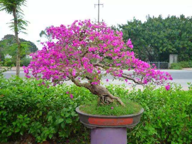 怎么制作三角梅悬崖峭壁式盘景的方法