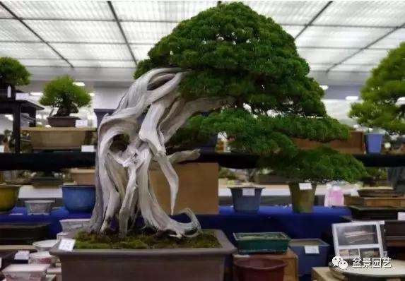 盆景怎么新芽促根的技巧