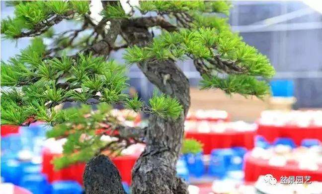 盆景入门新手需要知道的四个步骤