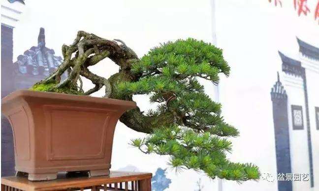 盆景入门新手需要知道的四个步骤