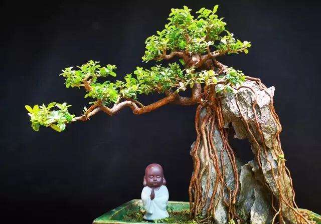 山桔盆景的造型以绑扎剪拉为主最好