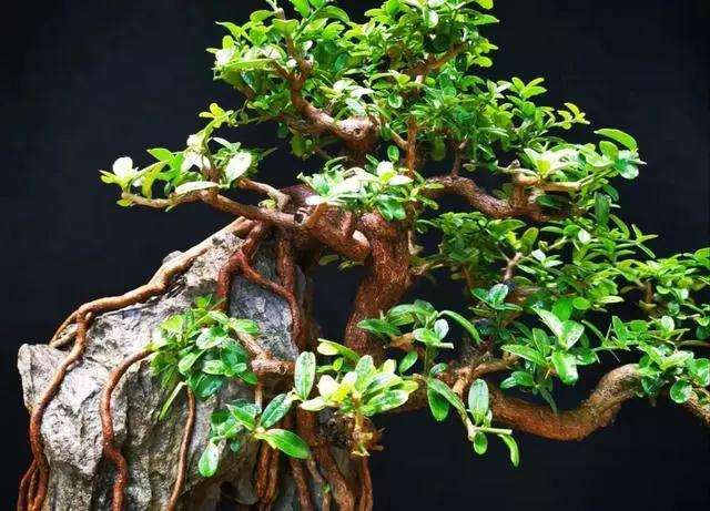 山桔盆景的造型以绑扎剪拉为主最好
