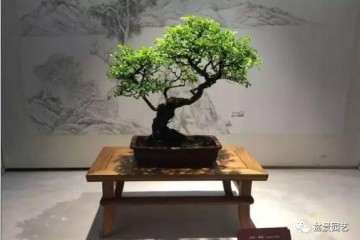 扬派盆景是中国著名的汉族传统艺术之一