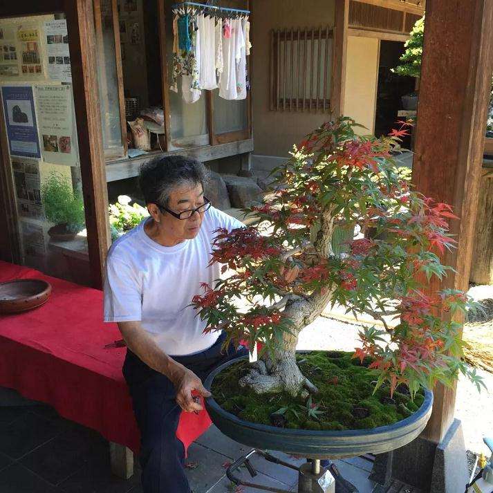 日本最美盆景园