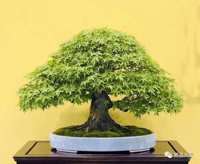 老外玩盆景搞不灵清中国人的意境美