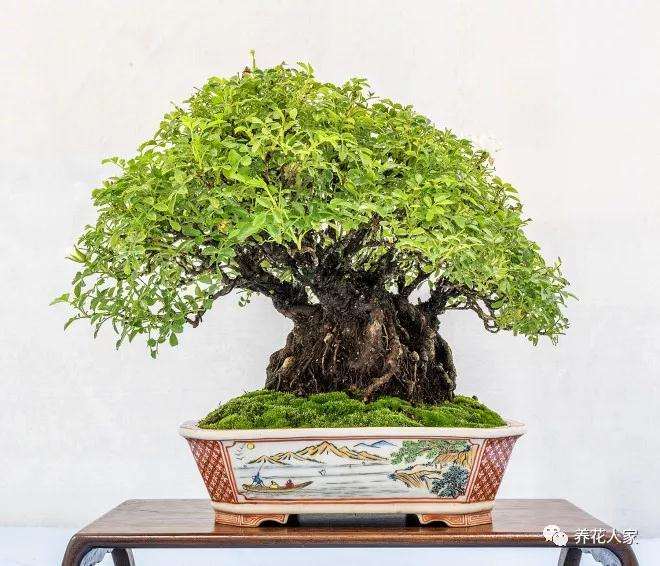 老外玩盆景搞不灵清中国人的意境美