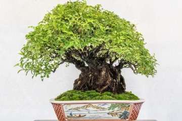 老外玩盆景搞不灵清中国人的意境美