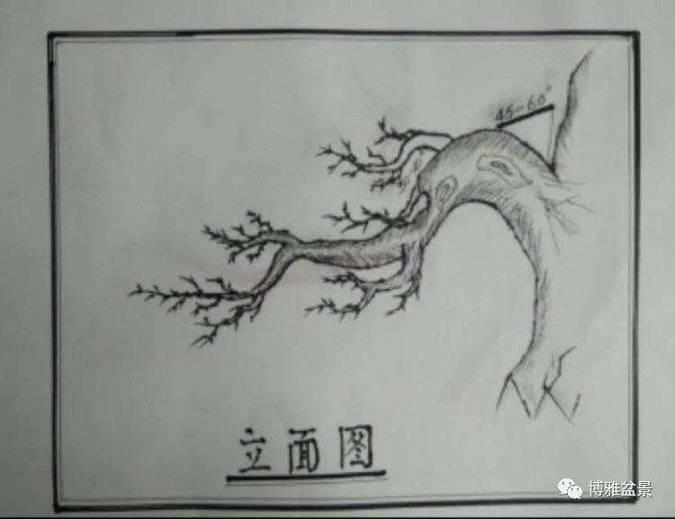 图解 浅谈刘木申先生盆景三枝法