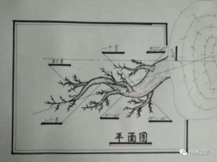 图解 浅谈刘木申先生盆景三枝法