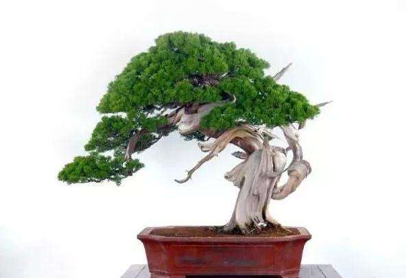 盆景中的植物枯萎怎么办