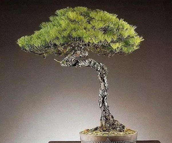 盆景中的植物枯萎怎么办