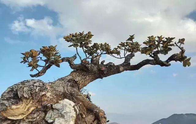 怎么培育树桩盆景的桩胚