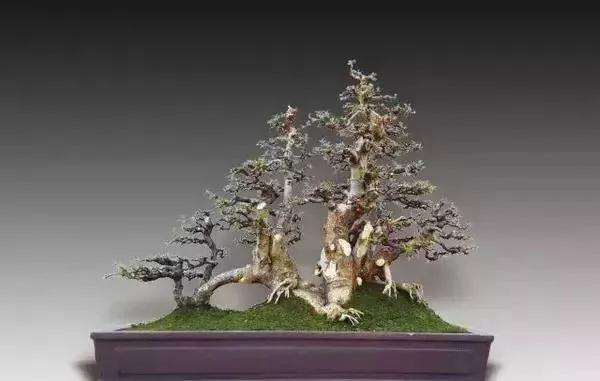 怎么培育树桩盆景的桩胚