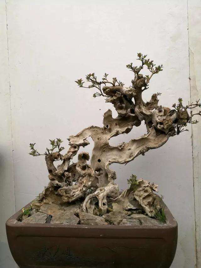 黄荆盆景老桩头怎么修剪新芽的技巧