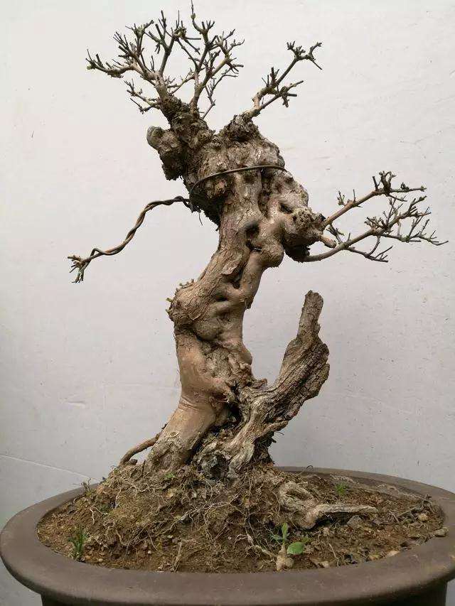 黄荆盆景老桩头怎么修剪新芽的技巧