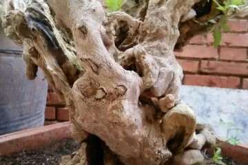 黄荆盆景老桩头萌发的根蘖芽到底要不要抹掉