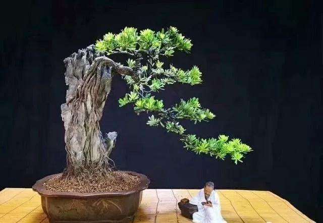 在农村养盆景有发展空间吗