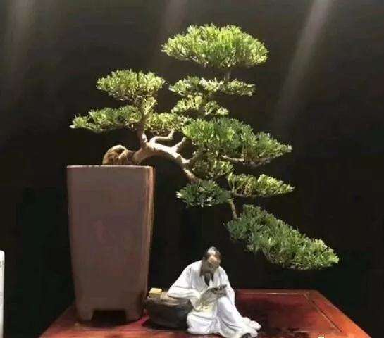 在农村养盆景有发展空间吗