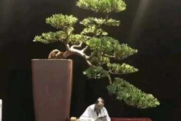 在农村养盆景有发展空间吗 图片