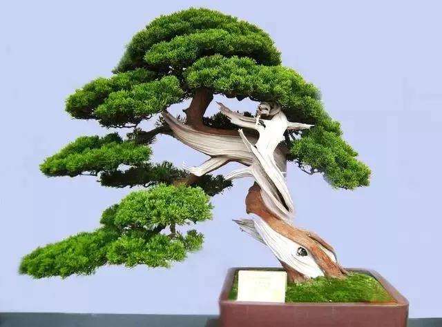 岭南盆景怎么栽培的技巧