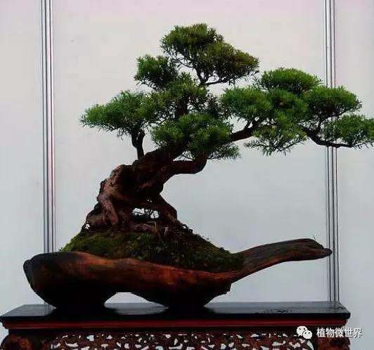 从罗汉松栽培看盆景市场前景