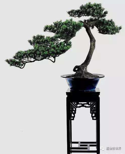 从罗汉松栽培看盆景市场前景