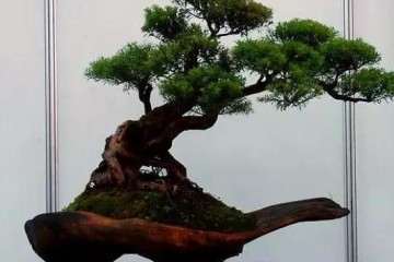 盆景价格 从罗汉松栽培看盆景市场前景