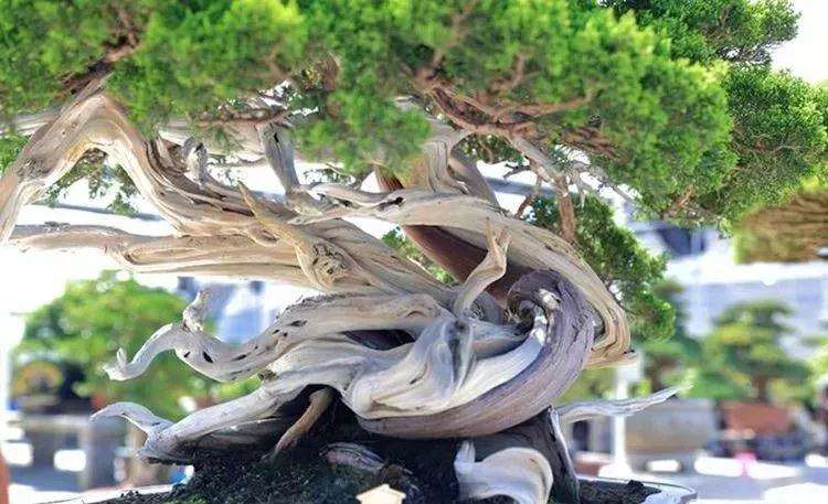 我们一起分享这门传统的优秀艺术