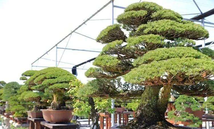 我们一起分享这门传统的优秀艺术